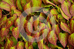 Epimedium leaves