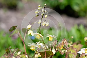 Epimedium x versicolor