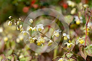 Epimedium x versicolor