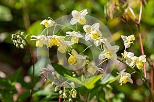 Epimedium x versicolor