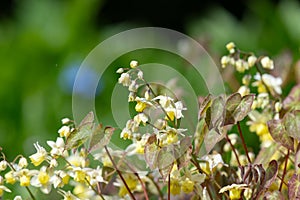 Epimedium x versicolor