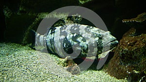 Epinephelus lurks in a cave. A large predatory fish waiting for prey. Aquarium.