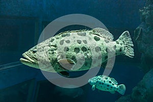 Epinephelus tukula in a aquarium