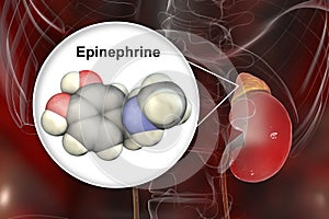 Epinephrine hormone produced by adrenal gland