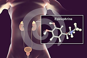 Epinephrine hormone produced by adrenal gland