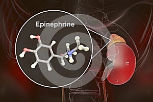Epinephrine hormone produced by adrenal gland photo