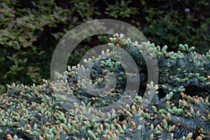 Epinette du Colorado Colorado spruce Picea pungens Hillside Pinaceae photo