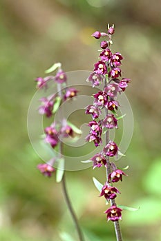 Epipactis atrorubens