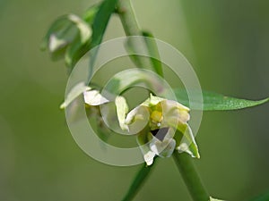 Epipactis helleborine, the broad-leaved helleborine, a terrestrial species of wild orchid. Closeup detail.