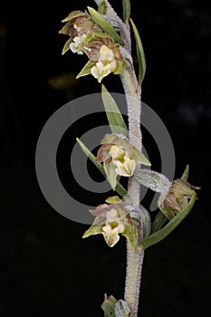 Epipactis microphylla - Wild plant shot in the spring