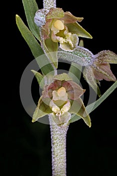 Epipactis microphylla - Wild plant shot in the spring