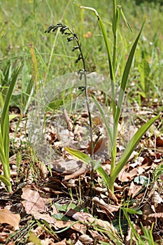 Epipactis microphylla - Wild plant shot in the spring