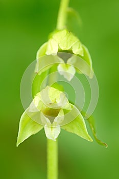 Epipactis tallosii, Tallos` Helleborine, wild orchid in nature habitat, Czech Republic. Flowering European terrestrial orchid in photo