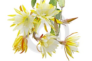 Epiphyllum Bundle