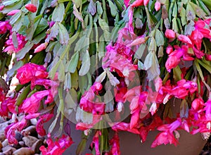 Epiphyllum crenatum is a succulent epiphyte, also known as an orchid cactus due to its colourful blossoms.