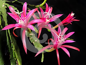 epiphyllum fern la borde photo