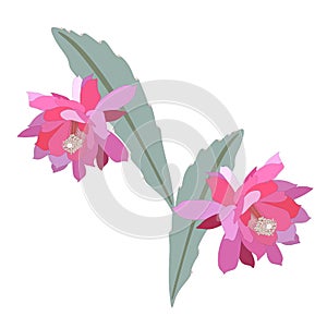 Epiphyllum flowers, isolated on white background. Vector botanical detailed illustration