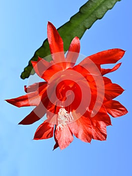 Epiphyllum orchid cactus red flower