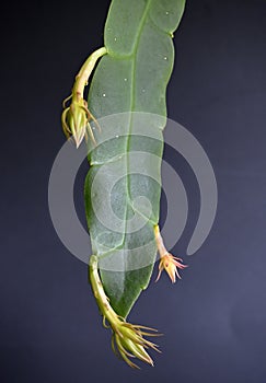 Epiphyllum oxypetalum