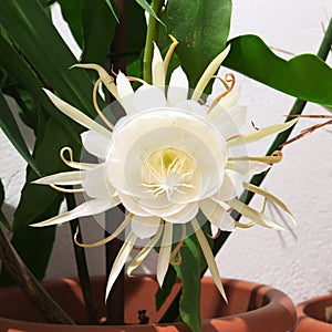 Epiphyllum Oxypetalum photo