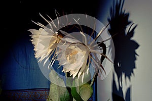 Epiphyllum oxypetalum Fflowers