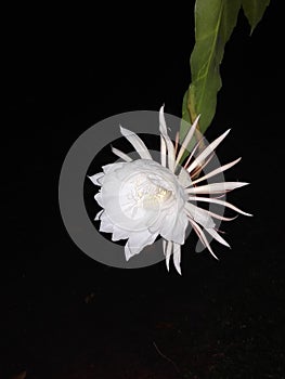 Epiphyllum oxypetalum or Kadupul flower in Sri Lanka