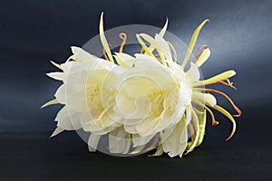 Epiphyllum Oxypetalum photo