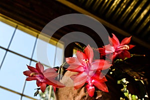 Epiphyllum, santa teresita photo