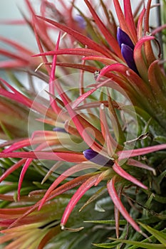 Epiphyte Air plant Tillandsia ionantha Rubra, with purple buds