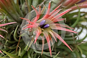 Epiphyte Air plant Tillandsia ionantha Rubra, purple buds