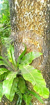 An epiphyte at a big tree