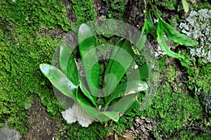 An epiphyte growing on the trunk