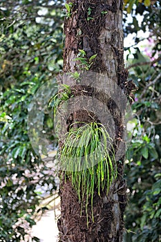 Epiphyte growth on tree near Kuranda in Queensland