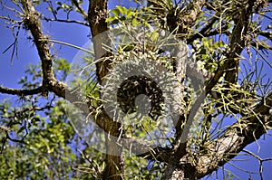 Epiphyte hanging on the tree in the park.