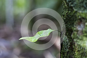 Epiphyte Leaf