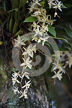 Epiphyte orchid cluster in tree trunk photo