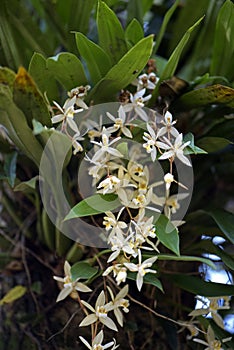 Epiphyte orchid cluster in tree trunk photo