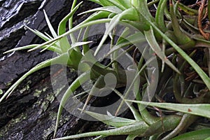 EPIPHYTE PLANT AGAINST THE BARK OF HOST TREE TRUNK