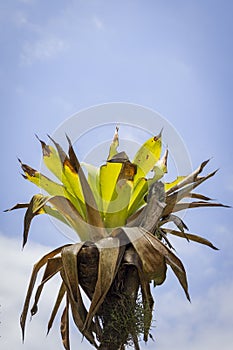 Epiphyte plant in Costa Rica