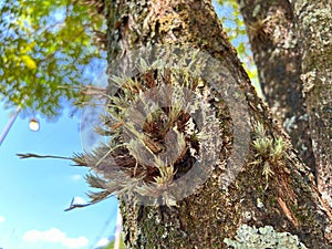 Epiphyte plant on the tree trunk