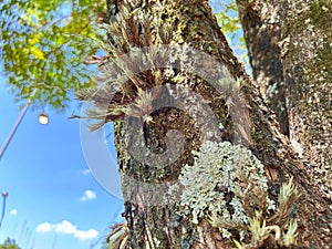 Epiphyte plant on the tree trunk