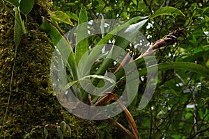 Epiphyte plants in Bosque Nuboso National Park near Santa Elena in Costa Rica