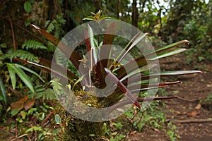 Epiphyte plants in Bosque Nuboso National Park near Santa Elena in Costa Rica