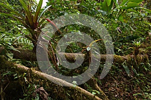 Epiphyte plants in Bosque Nuboso National Park near Santa Elena in Costa Rica