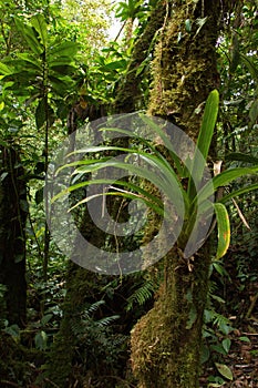 Epiphyte plants in Bosque Nuboso National Park near Santa Elena in Costa Ricaa photo