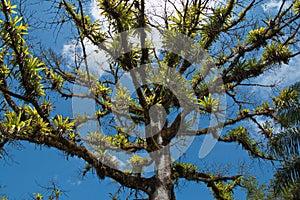 Epiphyte plants in Corcovado National Park on peninsula Osa in Costa Rica