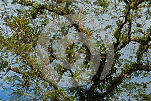 Epiphyte plants on a tree at La Ceiba Trail in Parque Nacional Volcan Arenal in Costa Rica