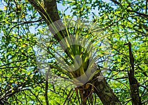 Epiphyte in the rainforest, Guadeloupe