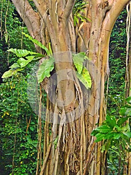 Epiphyte on a rainforest tree