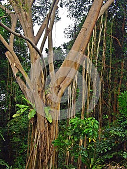 Epiphyte on a rainforest tree